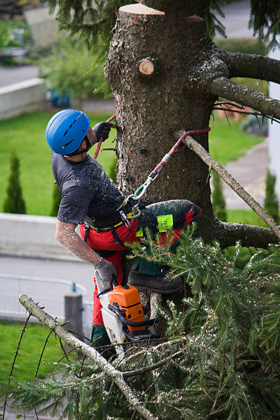 Best Tree Preservation Services  in Experiment, GA