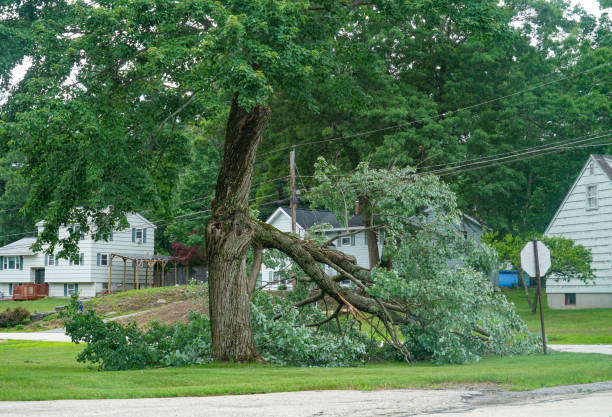 Best Tree Disease Treatment  in Experiment, GA